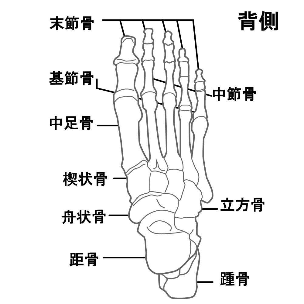 足の骨の画像